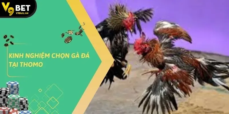Đá gà thomo